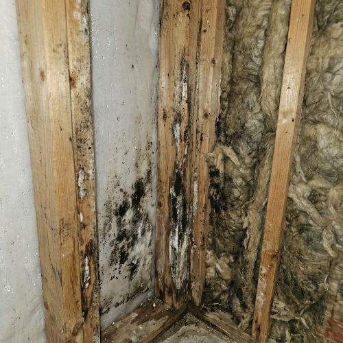 Crawl Space & Attic Mold