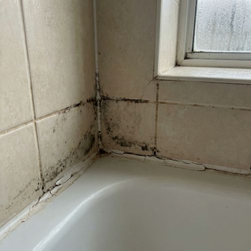 Bathroom & Kitchen Mold