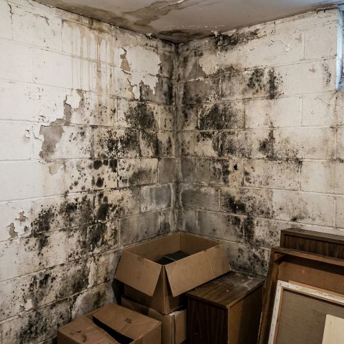 Mold & Secondary Damage