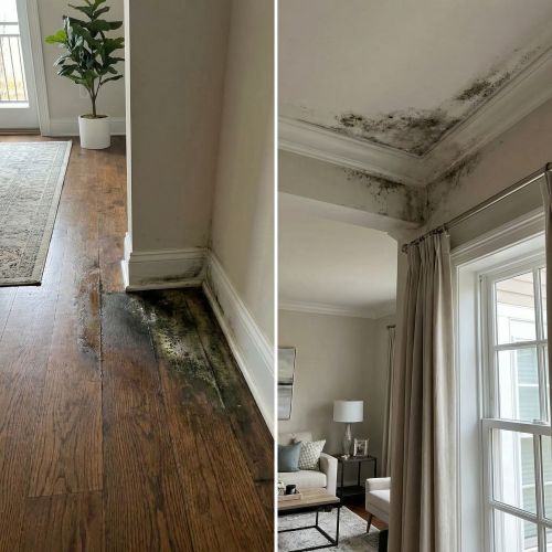 Mold & Moisture Damage